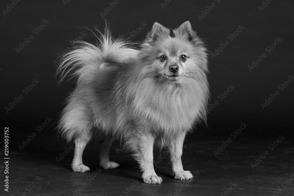 Hund Studio Süß Freisteller Hund Studio Süß Freisteller