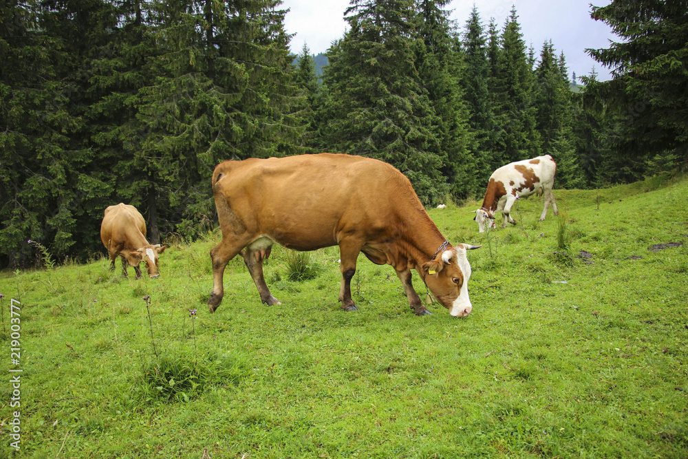 Cows grazing in a summer mountain meadow in the Carpathians, Romania