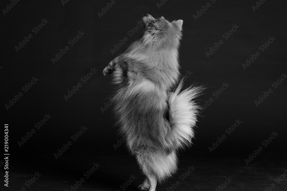 Hund Studio Süß Freisteller Hund Studio Süß Freisteller