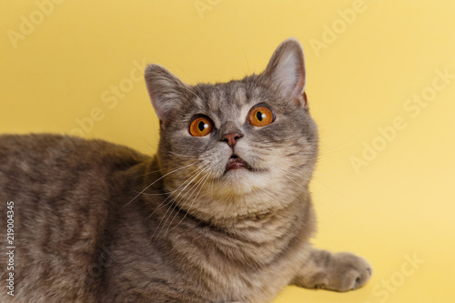 Portrait of cute cat scottish straight in studio with yellow background. Close up © svetlichniy_igor