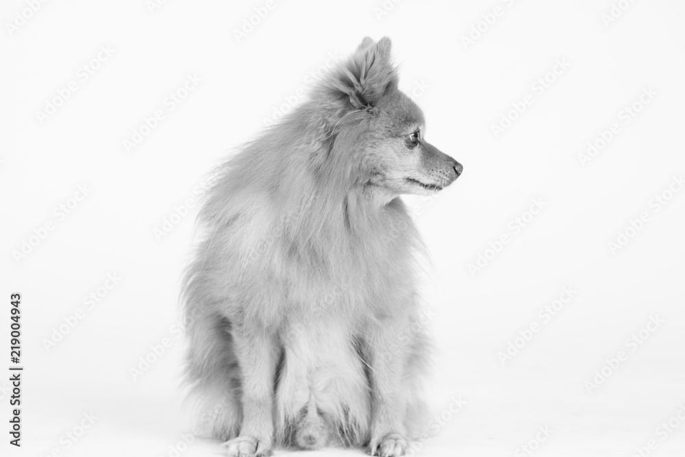 Hund Studio Süß Freisteller Hund Studio Süß Freisteller