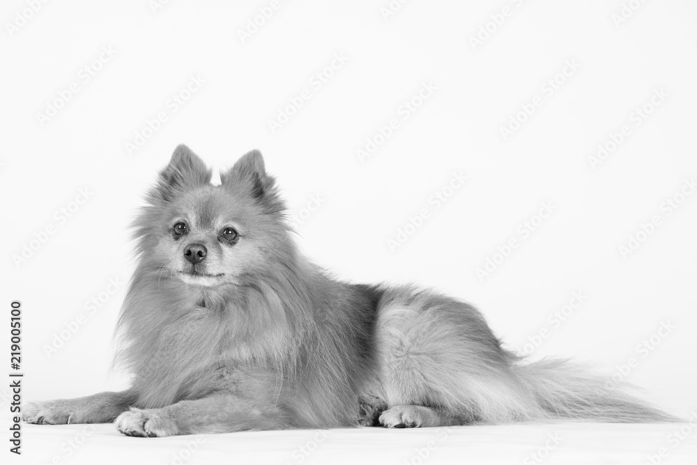 Hund Studio Süß Freisteller Hund Studio Süß Freisteller