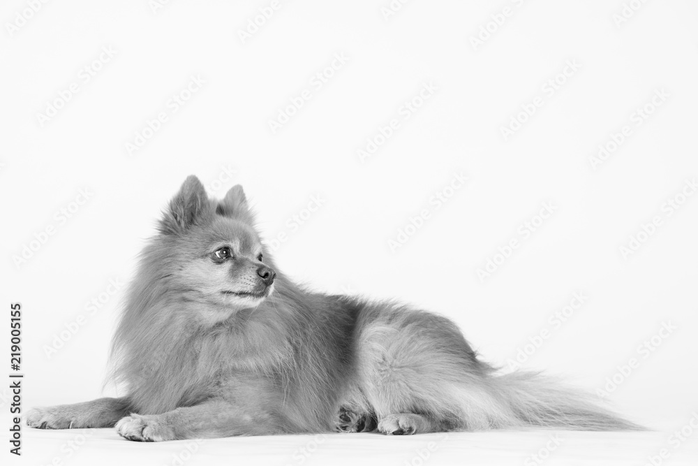 Hund Studio Süß Freisteller Hund Studio Süß Freisteller