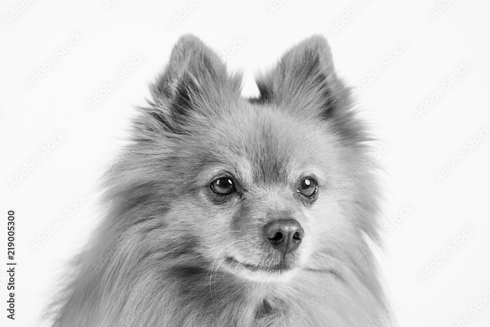 Hund Studio Süß Freisteller Hund Studio Süß Freisteller