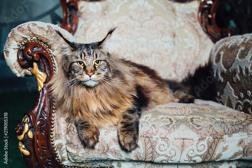 Fototapeta Naklejka Na Ścianę i Meble -  Maine Coon cat on antique chair