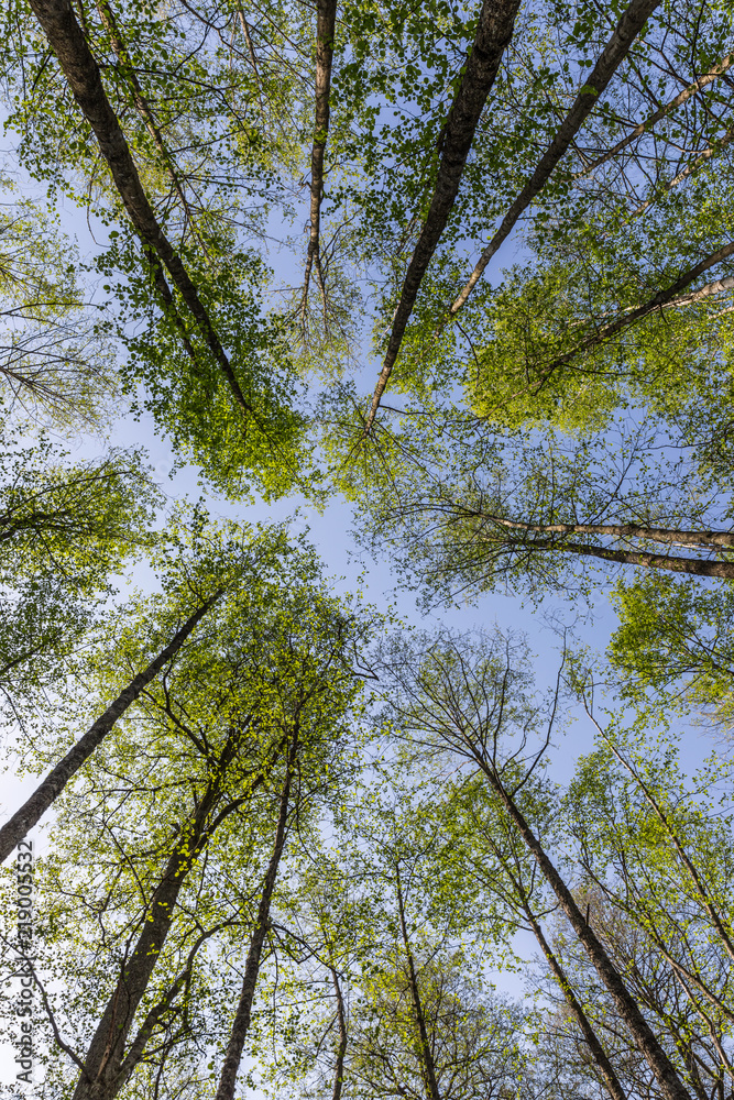 Fototapeta premium crowns of trees in the national reserve