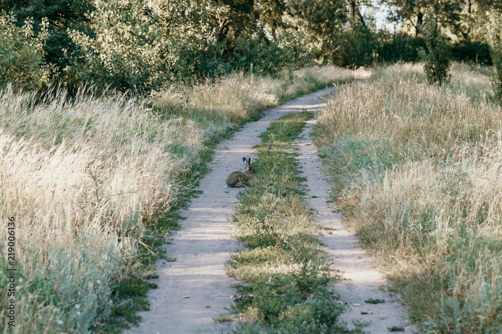 Gray wild hare sitting on turn of road in grass Gray wild hare sitting on turn of road in grass