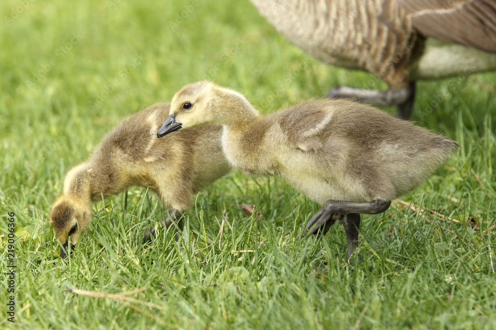 Two goslings in grass at park. Two goslings in grass at park.