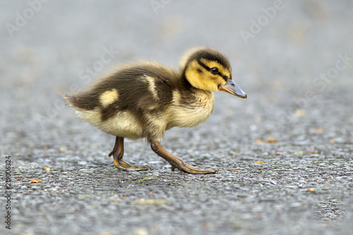 Mallard duckling on walking path.