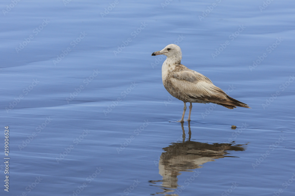 larus delawarensis, Ring billed gull on wet sand. larus delawarensis, Ring billed gull on wet sand.
