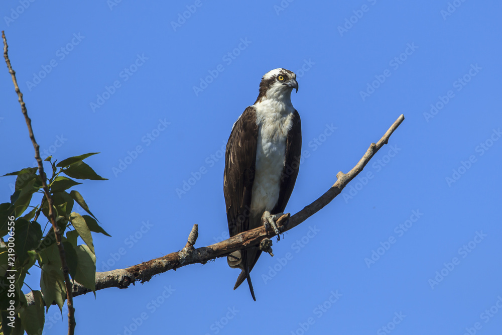 Osprey perched on tree branch.