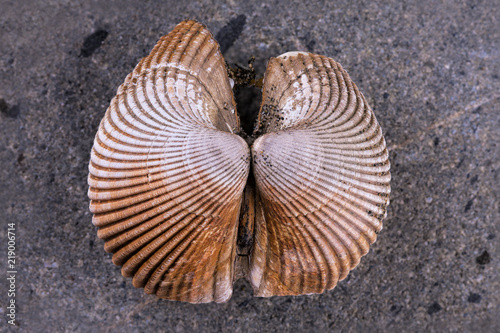 Details on a sea shell.