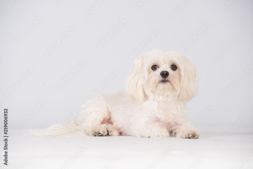 Hund Studio Süß Freisteller Weiß Hund Studio Süß Freisteller Weiß