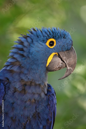 hyacinth macaw © melanie