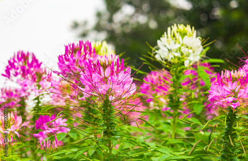 Beautiful flowers bloom in the garden. The beauty of nature in the day of love.   