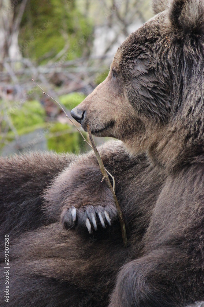 Fototapeta premium brown bear in estonian zoo, estonia