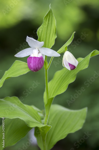 Cypripedium reginae wonderful garden ornamental orchid flower, pink and white flowering plant photo