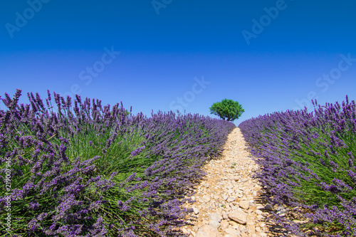 Lavender flowers in the Provence.