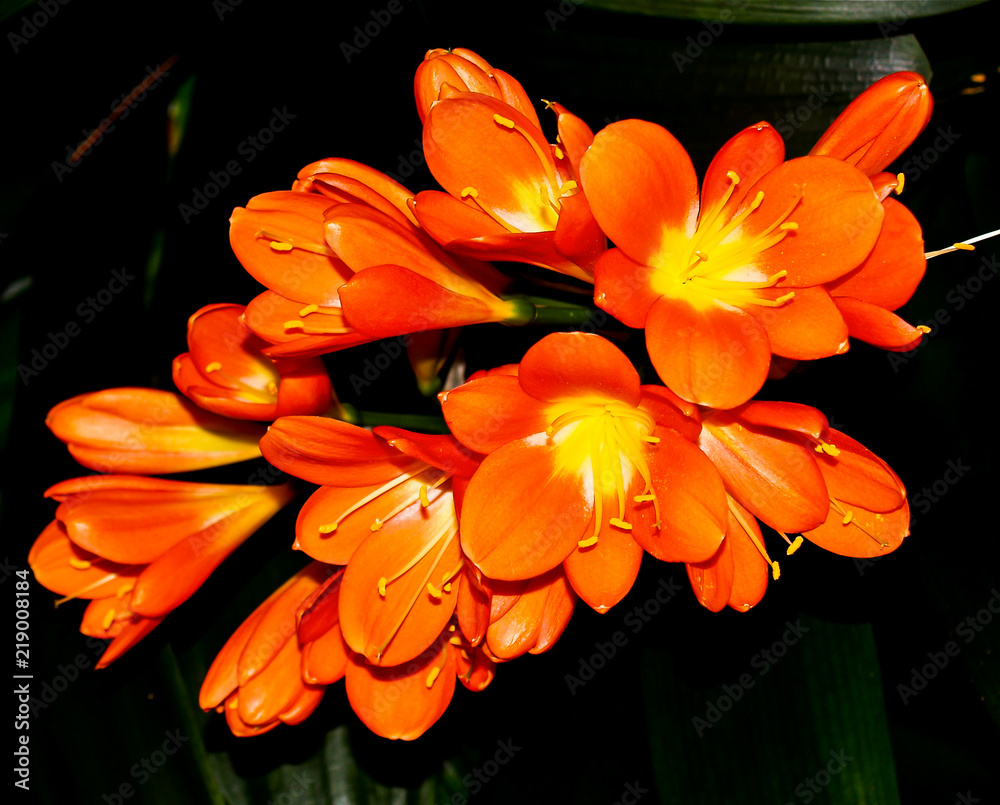 Orange Flower Blossom Orange Flower Blossom
