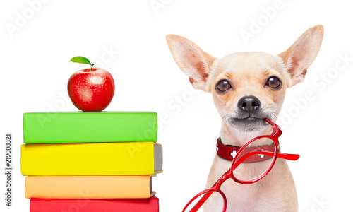 smart dog and books © Javier brosch