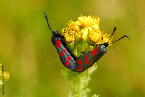 Pair of burnet moths on yellow flower