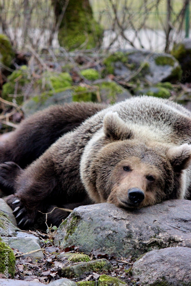 Obraz premium brown bear in estonian zoo, estonia