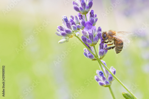 Bee picking pollen lavender flower. Defocused nature violet and green in background. 