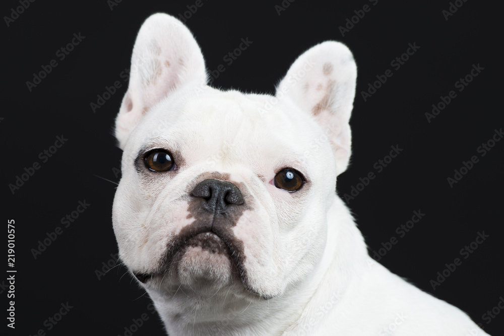 Französosche Bulldogge Studio weiß