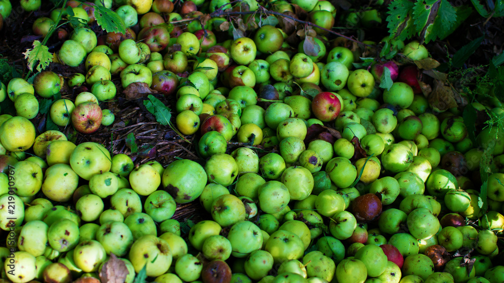 Pile of rotten apples in garden