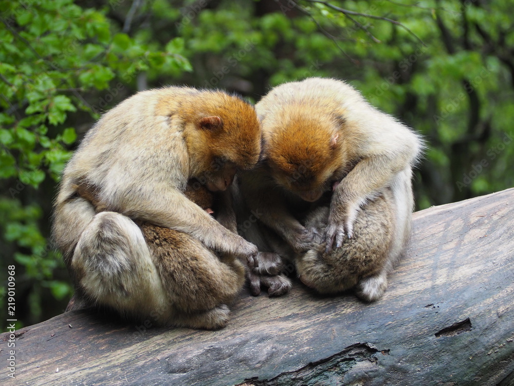 cute monkey family with babies in a tree cute monkey family with babies in a tree