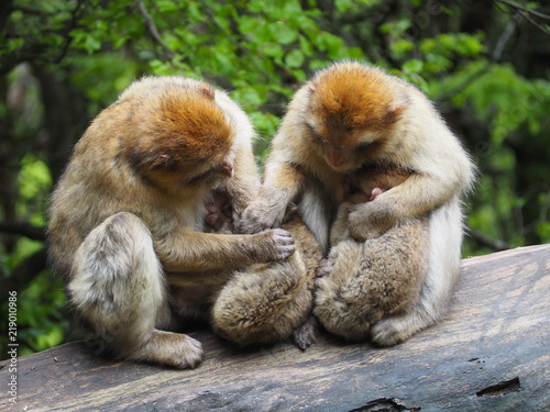 Canvas Print cute monkey family with babies in a tree