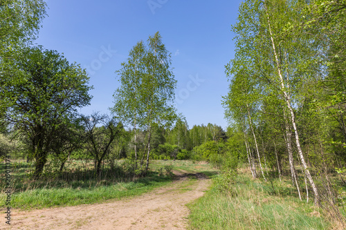 Forest in the national reserve "Belovezhskaya Pushcha", Belarus