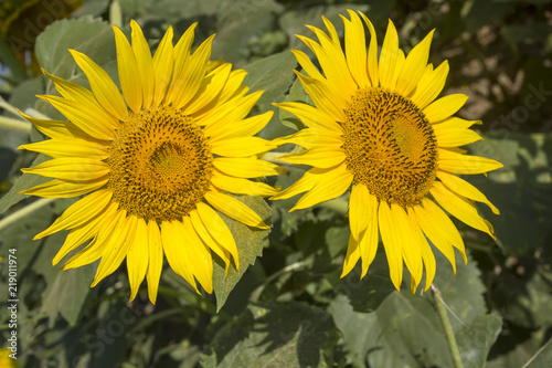 Sunflower field