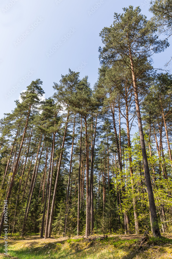 Forest in the national reserve Forest in the national reserve