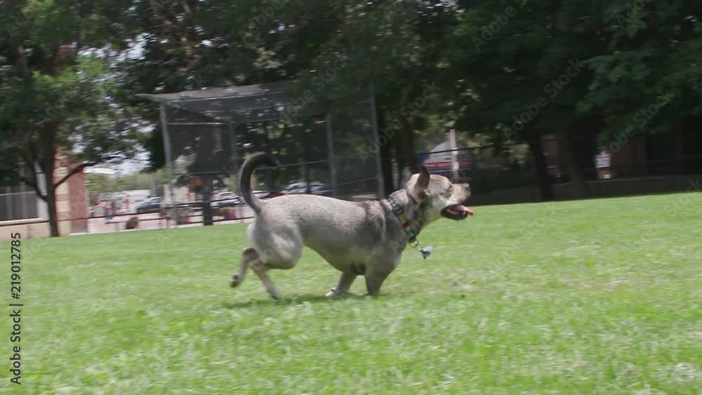 Dynamic Handheld View of Energetic Dog Running in Park Dynamic Handheld View of Energetic Dog Running in Park