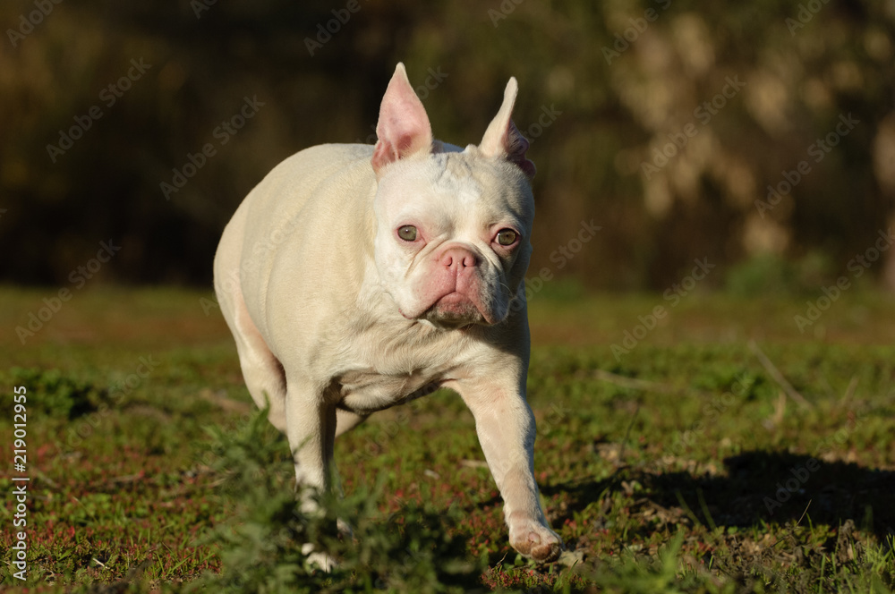 White albino French Bulldog outdoor portrait walking through field