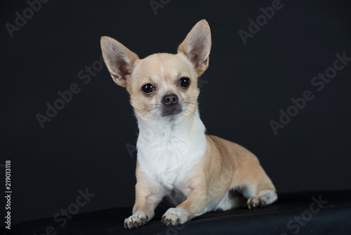 Hund Studio S     Freisteller Chihuaua