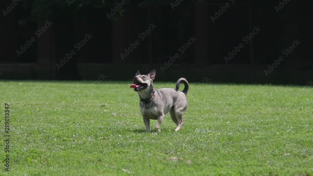 Focused Puppy Looks Up in the Sky and Waits Eagerly to Play Focused Puppy Looks Up in the Sky and Waits Eagerly to Play