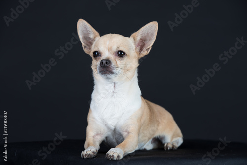 Hund Studio S     Freisteller Chihuaua