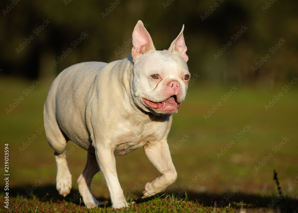 White albino French Bulldog outdoor portrait walking through field