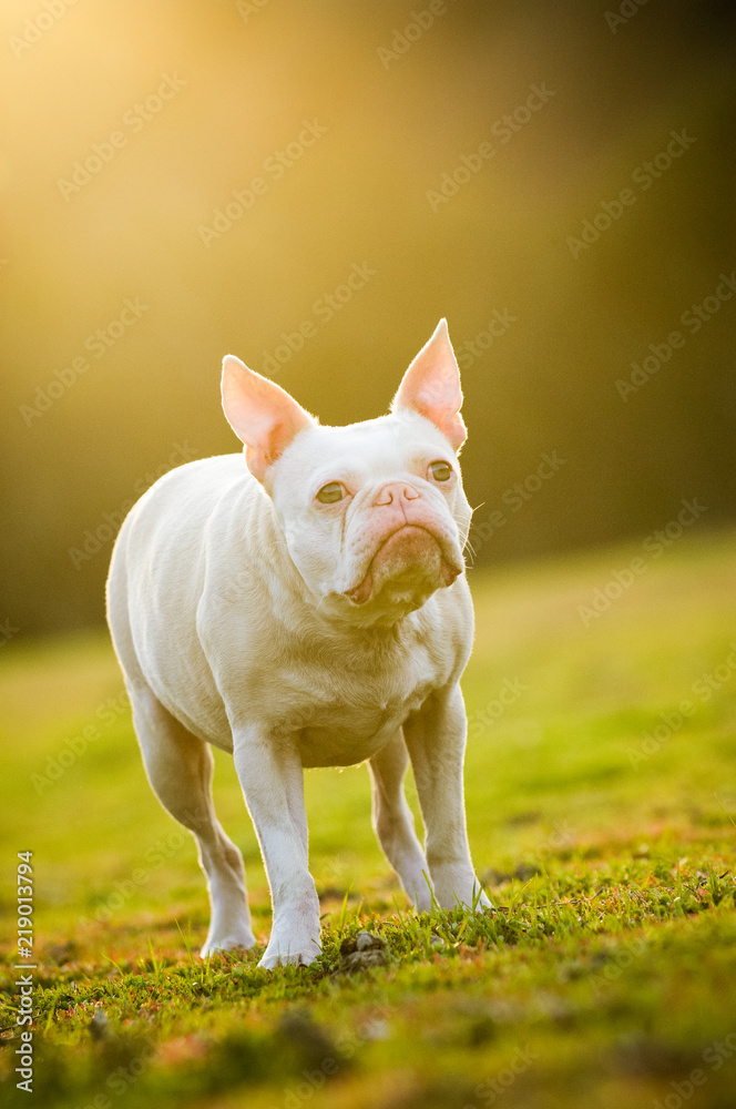 White albino French Bulldog outdoor portrait standing in field with afternoon sun
