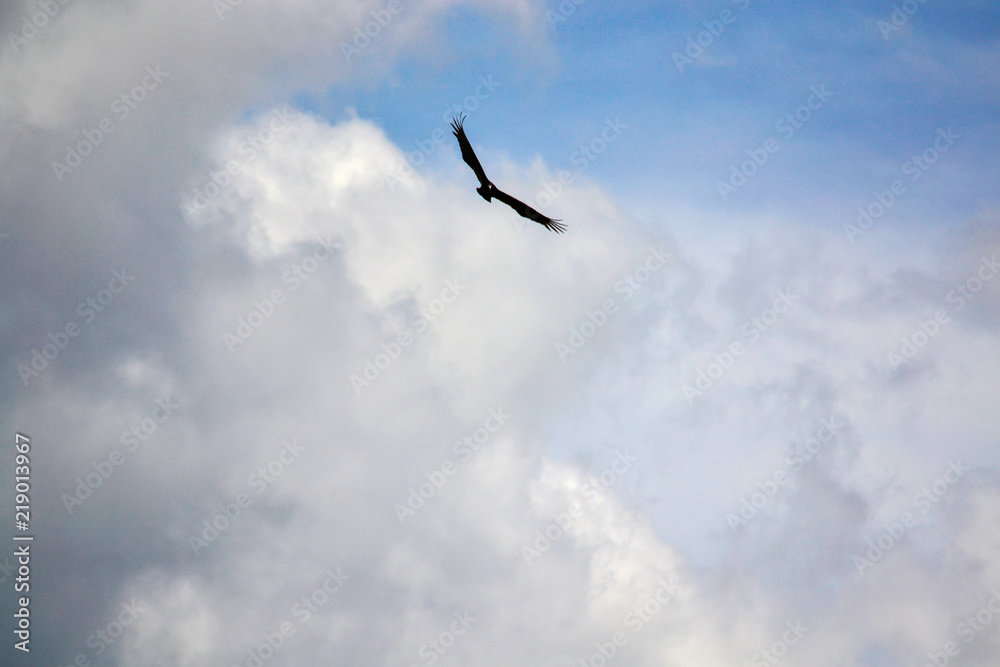 bird flying in cloudy sky