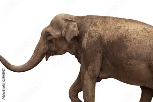 African Elephant isolated on white background © yurchello108
