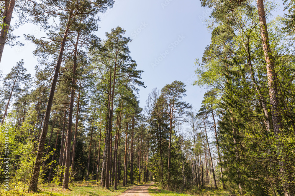 Forest in the national reserve Forest in the national reserve