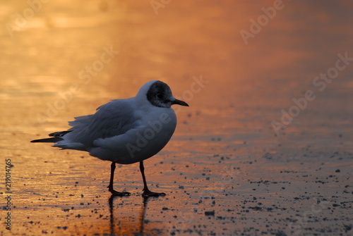 Seagull on an icy lake