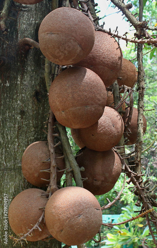 cannonball fruit tree