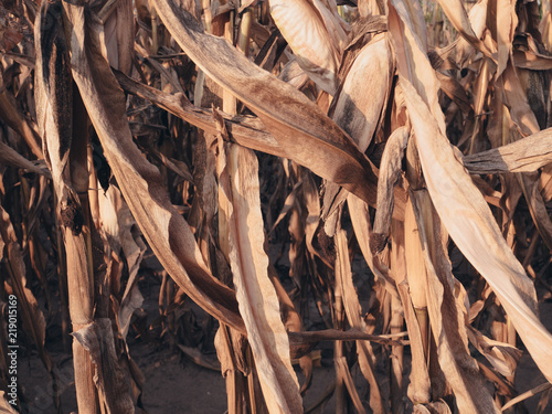 Close up of  dried corn crop photo