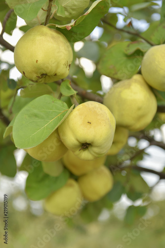 Apple quince on tree