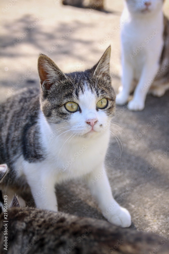 猫島の子猫たち 猫島の子猫たち