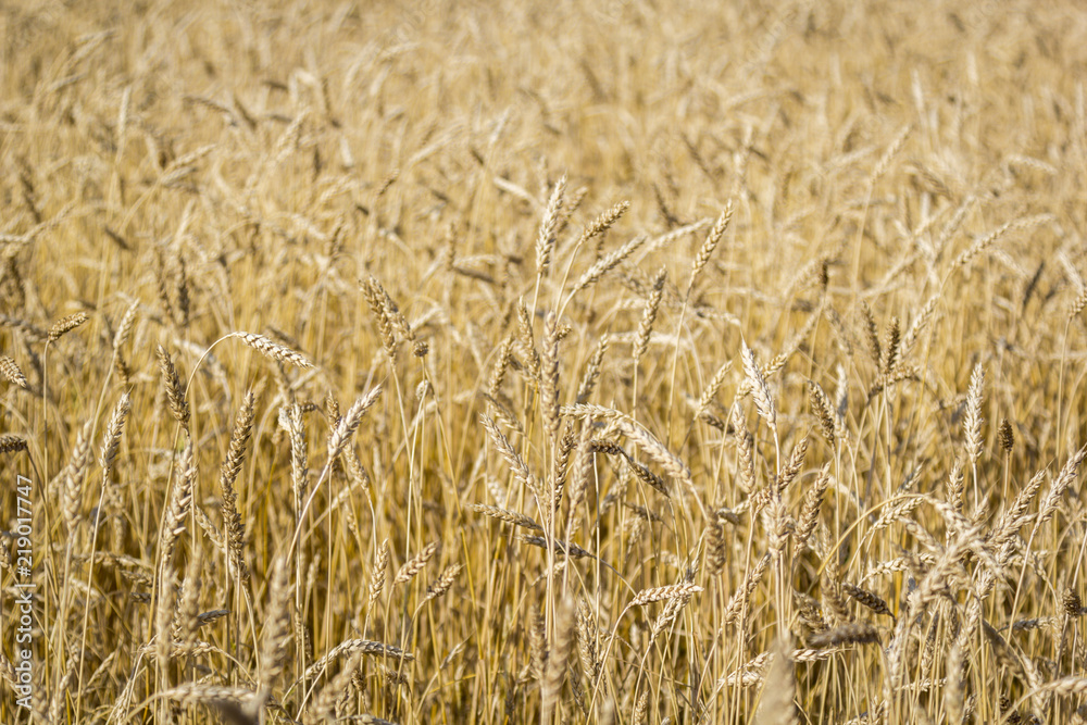 Yellow field of ripe wheat with golden spikelets, selective focus Yellow field of ripe wheat with golden spikelets, selective focus